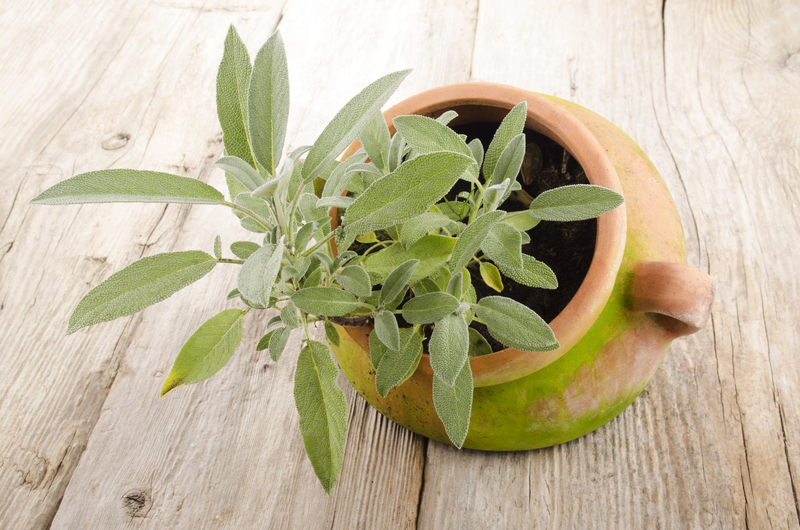 garden maintenance Landscape design